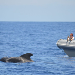 Whale Express: Avistamiento de Cetáceos (Tenerife)