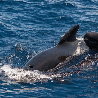 Avistamiento y Escucha de Ballenas y Delfines de 3 horas (Costa Adeje, Tenerife) 