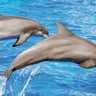 Dolphin Watch: Avistamiento de Delfines con Baño (Mallorca)