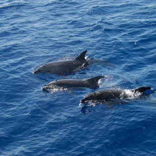 Delfines y Amanecer: Avistamiento de Delfines en Barco (S'Arenal, Mallorca)