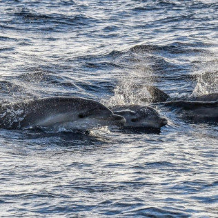 Delfines y Amanecer: Avistamiento de Delfines en Barco (S'Arenal, Mallorca)