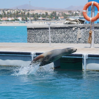 Baño con Leones Marinos (Fuerteventura, Las Palmas)