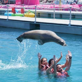 Baño con Leones Marinos (Fuerteventura, Las Palmas)