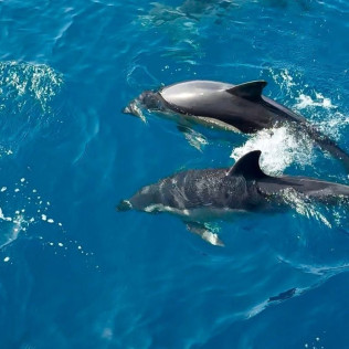 Salida en Barco Privado con Avistamiento de Delfines, Snorkel, Paddle SUP y Bebida Ilimitada para dos (Benalmádena, Málaga)