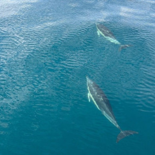 Paseo en Barco Privado para dos en Busca de Delfines por la Bahía de Estepona con Cava y Picoteo (Málaga)
