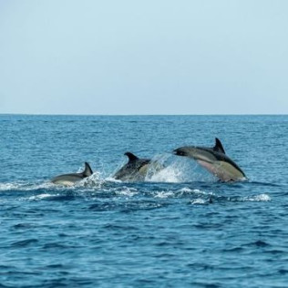 Paseo en Barco Privado para dos en Busca de Delfines por la Bahía de Estepona con Cava y Picoteo (Málaga)