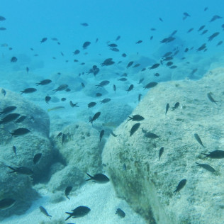 Iniciación al Buceo con Reportaje Fotográfico: Discover Scuba Diving (Calpe, Alicante)