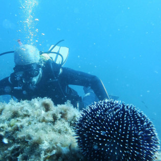 Iniciación al Buceo con Reportaje Fotográfico: Discover Scuba Diving (Calpe, Alicante)