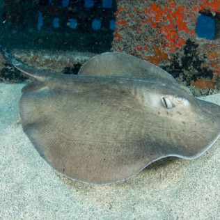 Bautismo de Buceo Try Scuba con Fotos (Telde, Gran Canaria)