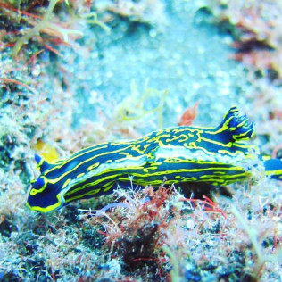 Bautismo de Buceo con Reportaje Fotográfico (Tarragona)