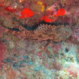 Bautismo de Buceo (Dénia, Alicante)