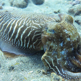 Bautismo de Buceo (Dénia, Alicante)