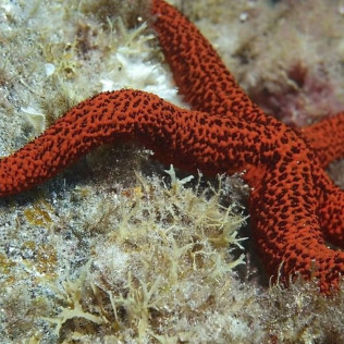 Bautismo de Buceo desde la Playa (Los Cristianos, Tenerife)