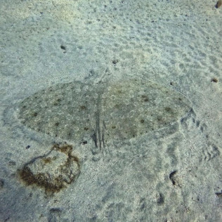 Bautismo de Buceo (Puerto Rico, Gran Canaria)