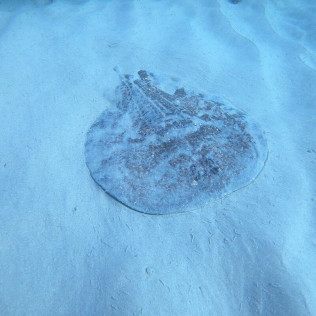 Bautizo de Buceo (Tarifa, Cádiz)