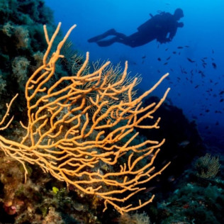Bautizo de Buceo Individual (Tossa de Mar, Girona)