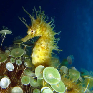 Bautizo de Buceo Individual (Tossa de Mar, Girona)