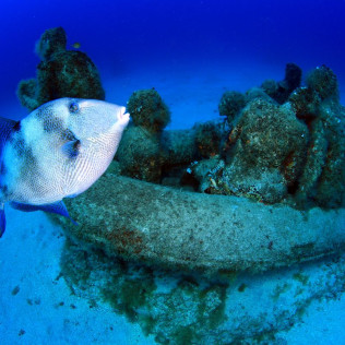 Bautizo de Buceo con Fotos y Vídeo en Puerto del Carmen (Las Palmas, Lanzarote)