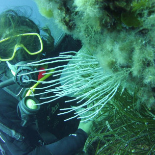 Bautizo de Buceo en la Reserva Marina de Menorca (Es Mercadal, Menorca)
