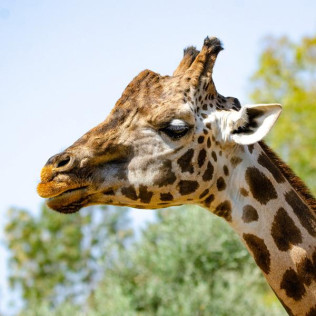 Bioparc Valencia: Entradas al Parque (Valencia)