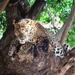 Bioparc Valencia: Entradas al Parque (Valencia)