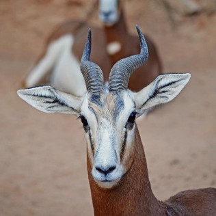 Bioparc Valencia: Entradas al Parque (Valencia)