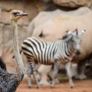 Bioparc Valencia: Entradas al Parque (Valencia)