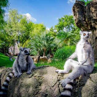 Bioparc Valencia: Entradas al Parque (Valencia)