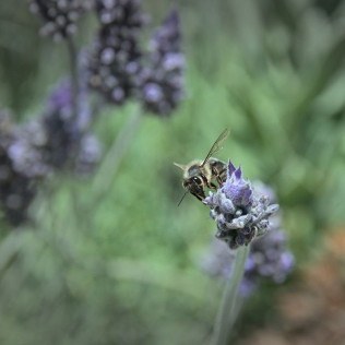 Entrada, Visita Guiada y Degustación de Aloe en Ibiza Botánico Biotecnológico - BiBo Park (San Rafael de la Cruz, Ibiza)