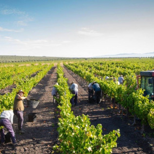 Visita Guiada a la Bodega Alvear con Cata de 3 Vinos (Montilla, Córdoba)