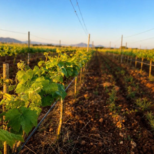 Visita a Bodega con Cata de Vinos para dos en Bodega Butxet (Muro, Mallorca)