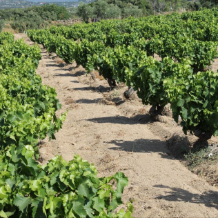 Visita Guiada con Cata de Vinos y Aperitivo para dos en Bodega Aumesquet Garrido (Cadalso de los Vidrios, Madrid)