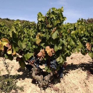 Hambre de Vino: Visita a Bodega, Cata de Vino y Maridaje para dos en Unsi Wines (Olite, Navarra)