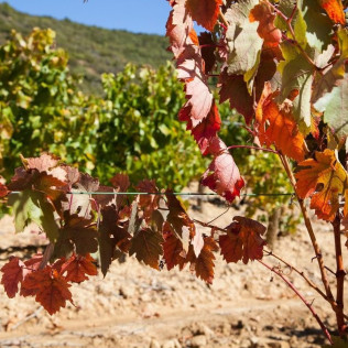 Hambre de Vino: Visita a Bodega, Cata de Vino y Maridaje para dos en Unsi Wines (Olite, Navarra)