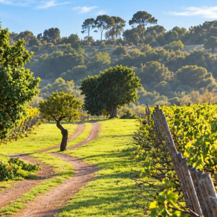 Visita y Cata Premium de Vinos para dos en Bodega Es Fangar Vins (Mallorca)