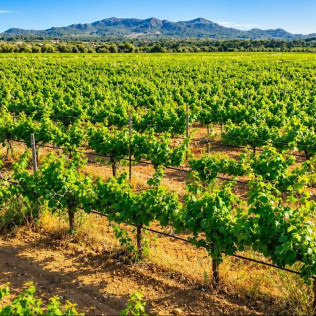 Visita y Cata Premium de Vinos para dos en Bodega Es Fangar Vins (Mallorca)