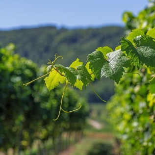 Visita Cantos para dos: Visita a los Viñedos, Bodega y Cata de Vinos en la Bodega Finca Valpiedra (La Rioja)