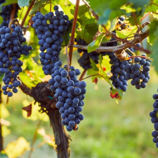 Visita Cantos para dos: Visita a los Viñedos, Bodega y Cata de Vinos en la Bodega Finca Valpiedra (La Rioja)