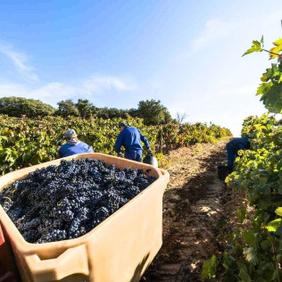 Escapada en La Posada de Pradorey con Cena, Visita a Bodega, Viñedos y Cata de Vinos de Alta Gama para dos (Gumiel de Mercado, Burgos)