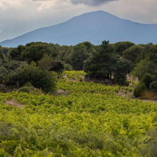 Visita a la Bodega y Viñedos, Cata de Vinos y Aperitivo para dos en Las Moradas de San Martín (San Martín de Valdeiglesias, Madrid)