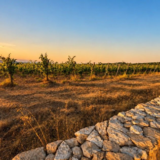 Visita Guiada y Cata de Vinos para dos en Bodega Can Morgan (Mallorca)