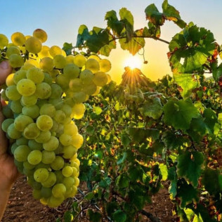 Visita Guiada y Cata de Vinos para dos en Bodega Can Morgan (Mallorca)
