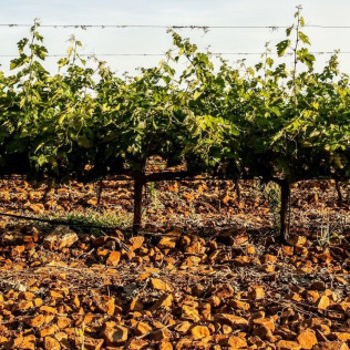Viaje a la Barrica: Visita a Bodegas NOC con Cata de Vino y Aceite de Oliva Virgen Extra para dos (Manzaneque, Toledo)
