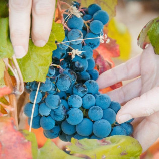 Vista a Bodega Subterránea con Cata de Vinos en Bodega Remigio Salas (Dueñas, Palencia)