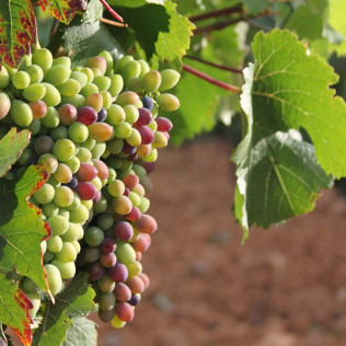 Visita a Bodega Pardevalles y Cata de Vinos para dos (Valdevimbre, León)