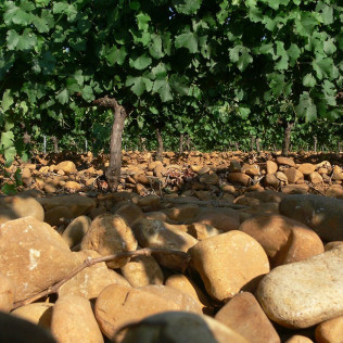 Visita a Bodega Pardevalles y Cata de Vinos para dos (Valdevimbre, León)