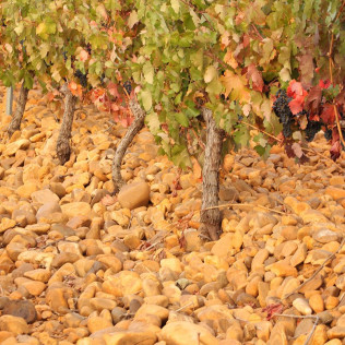 Visita a Bodega Pardevalles y Cata de Vinos para dos (Valdevimbre, León)