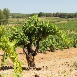 Visita a Bodega LoAlto con Cata de Vinos para dos (Venta del Moro, Valencia)