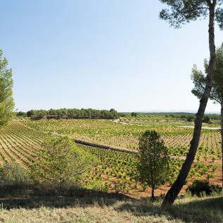 Visita a Bodega LoAlto con Cata de Vinos para dos (Venta del Moro, Valencia)