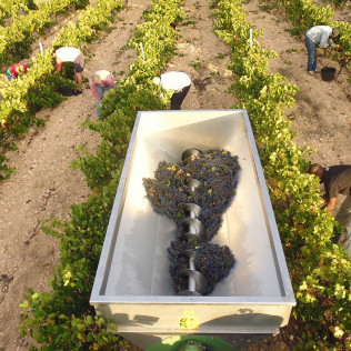 Visita a Viñedos y Bodega Vera de Estenas con Cata de 3 Vinos y Degustación de Aperitivos para dos (Utiel, Valencia)